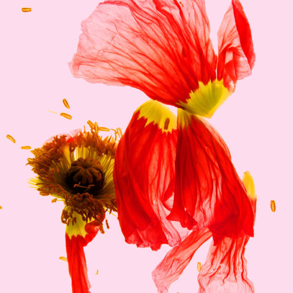 Flying Princess I