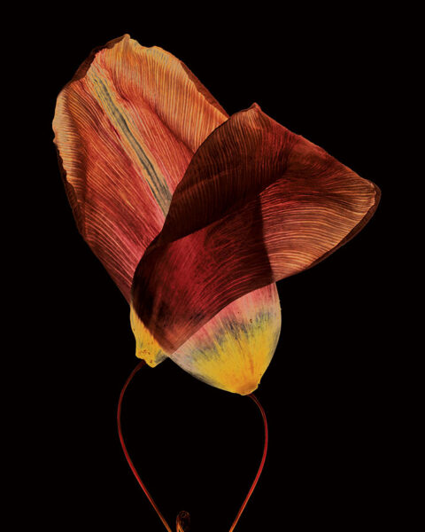 Rebirth in process I