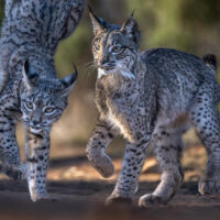 Animals Europe